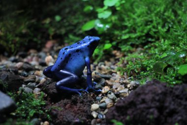 Mavi zehirli ok kurbağası veya mavi zehirli ok kurbağası, bilimsel dilde Dendrobates tinctorius 