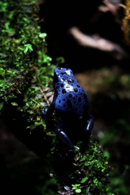 Mavi zehirli ok kurbağası veya mavi zehirli ok kurbağası, bilimsel dilde Dendrobates tinctorius 