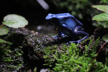 Mavi zehirli ok kurbağası veya mavi zehirli ok kurbağası, bilimsel dilde Dendrobates tinctorius 