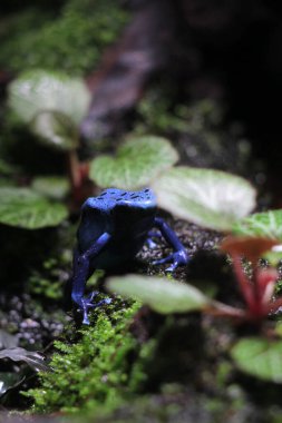 Mavi zehirli ok kurbağası veya mavi zehirli ok kurbağası, bilimsel dilde Dendrobates tinctorius 
