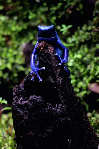 Синий Дротик Лягушка Синий Дротик Лягушка Научном Языке Dendrobates Tinctorius — стоковое фото