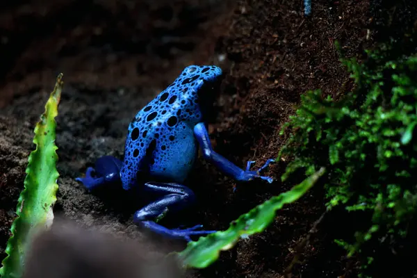 蓝色的毒飞镖蛙或蓝色的毒飞镖蛙 用科学的语言来说 Dendrobates Tinctorius Azureus 是一种毒飞镖蛙 — 图库照片