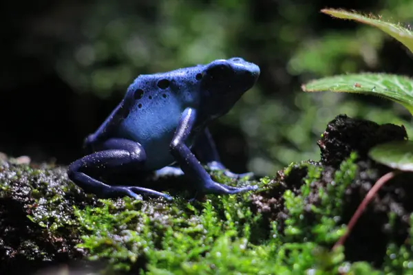 stock image Blue poison dart frog or blue poison dart frog, in scientific language Dendrobates tinctorius 