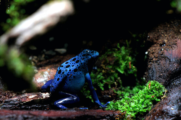 Синий яд дротик лягушка или синий яд дротик лягушка, в научном языке Dendrobates tinctorius "azureus" является ядом дротик лягушка.