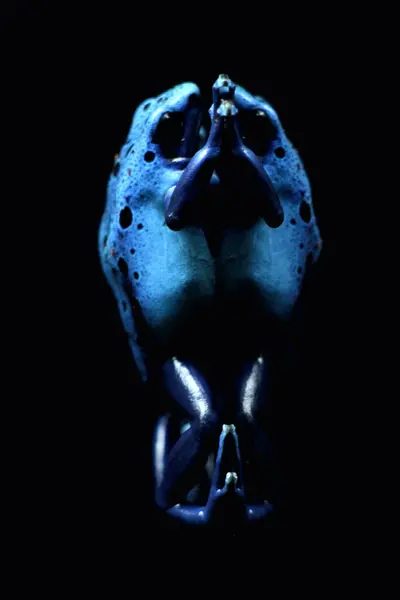 Синий Дротик Лягушка Синий Дротик Лягушка Научном Языке Dendrobates Tinctorius — стоковое фото