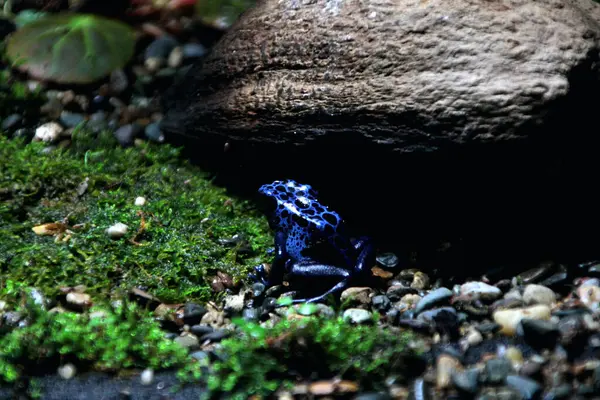 stock image Blue poison dart frog or blue poison dart frog, in scientific language Dendrobates tinctorius 