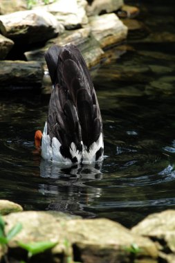 Magpie Goose, Pied Goose veya Semipalmate Goose, Anseranatidae familyasından bir su kuşu türü..