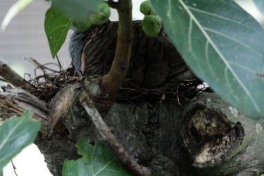 Çubuk omuzlu güvercin ya da Geopelia humeralis kara kara kara düşünür..