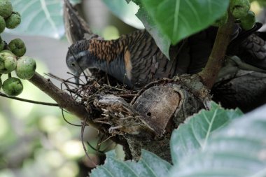 Çubuk omuzlu güvercin ya da Geopelia humeralis kara kara kara düşünür..