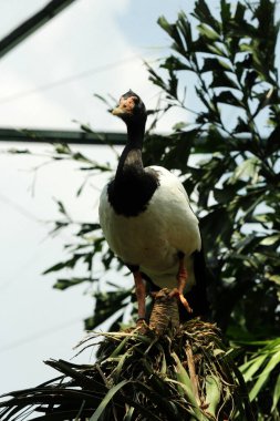 Magpie Goose, Pied Goose veya Semipalmate Goose, Anseranatidae familyasından bir su kuşu türü..