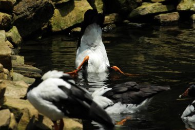 Magpie Goose, Pied Goose veya Semipalmate Goose, Anseranatidae familyasından bir su kuşu türü..