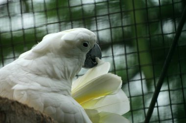 The Moluccan Cockatoo or its scientific name Cacatua moluccensis, has white feathers mixed with pink. On his head there is a large pink crest that can be erected. clipart