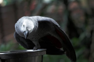 Hayvanat bahçesindeki güzel bir gri papağanın (Psittacus erithacus) detaylı görüntüsü