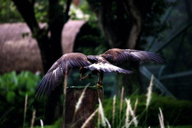 Bir hayvanat bahçesindeki vurucu Altın Kartal 'ın (Aquila chrysaetos) yakın plan fotoğrafı.