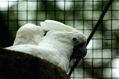 Moluccan Kakadusu veya bilimsel adı Cacatua moluccensis, pembe ile karıştırılmış beyaz tüylere sahiptir. Kafasının üzerinde büyük pembe bir arma var..