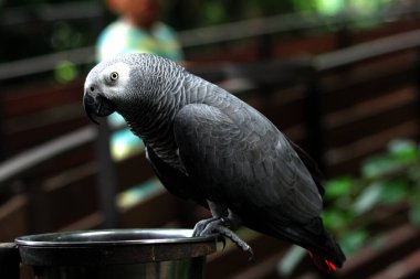 Hayvanat bahçesindeki güzel bir gri papağanın (Psittacus erithacus) yakın plan görüntüsü.