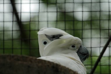 Moluccan Kakadusu veya bilimsel adı Cacatua moluccensis, pembe ile karıştırılmış beyaz tüylere sahiptir. Kafasının üzerinde büyük pembe bir arma var..