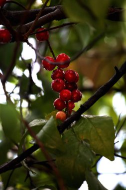 Lobi-lobi olarak bilinen Batoko Erik 'in (Flacourtia inermis) yakın çekim görüntüsü, ekşi tadı ve sağlık faydalarıyla ünlüdür.