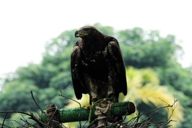 Bir hayvanat bahçesinde altın kartalın (Aquila chrysaetos) güzelliğini gösteren detaylı bir çekim.