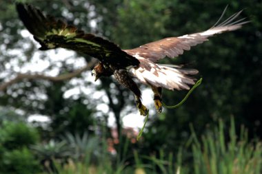 Hayvanat bahçesindeki görkemli Altın Kartal 'ın (Aquila chrysaetos) yakından görüntüsü.