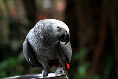 Gri bir papağanın (Psittacus erithacus) hayvanat bahçesindeki çarpıcı yakın plan fotoğrafı.