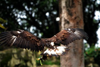 Bir hayvanat bahçesinde Altın Kartal 'ın detaylı portresi (Aquila chrysaetos)