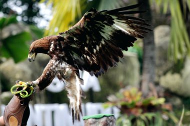 Bir hayvanat bahçesinde Altın Kartal 'ın detaylı portresi (Aquila chrysaetos)