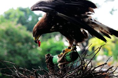Bir hayvanat bahçesinde Altın Kartal 'ın detaylı portresi (Aquila chrysaetos)