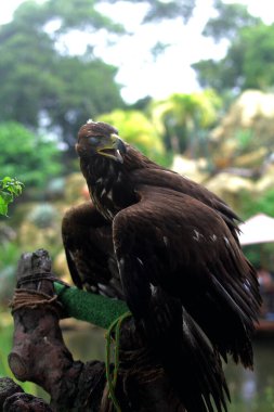 Bir hayvanat bahçesinde altın kartalın (Aquila chrysaetos) güzelliğini gösteren detaylı bir çekim.