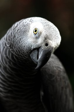 Hayvanat bahçesindeki güzel bir gri papağanın (Psittacus erithacus) yakın plan görüntüsü.