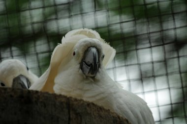 The Moluccan Cockatoo or its scientific name Cacatua moluccensis, has white feathers mixed with pink. On his head there is a large pink crest that can be erected. clipart