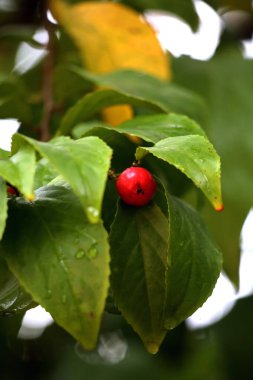 Ekşi tadı olan Lobi meyvesinin yakınlaştırılmış görüntüsü, ya da Flacourtia inermis, sağlık faydalarıyla tanınır.