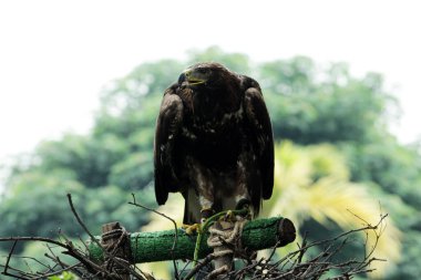 Hayvanat bahçesindeki altın kartalın (Aquila chrysaetos) büyüleyici yakın çekimi