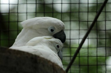 Moluccan Kakadusu veya bilimsel adı Cacatua moluccensis, pembe ile karıştırılmış beyaz tüylere sahiptir. Kafasının üzerinde büyük pembe bir arma var..