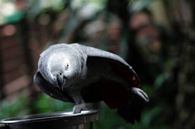 Gri bir papağanın (Psittacus erithacus) hayvanat bahçesindeki çarpıcı yakın plan fotoğrafı.