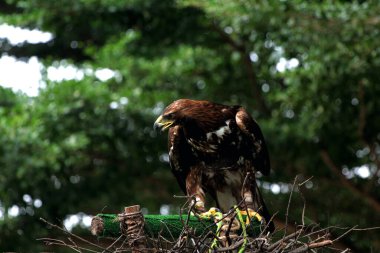 Hayvanat bahçesindeki altın kartalın (Aquila chrysaetos) büyüleyici yakın çekimi