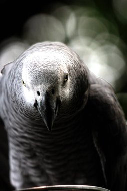 Hayvanat bahçesindeki güzel bir gri papağanın (Psittacus erithacus) yakın plan görüntüsü.