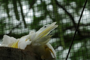 The Moluccan Cockatoo or its scientific name Cacatua moluccensis, has white feathers mixed with pink. On his head there is a large pink crest that can be erected. clipart