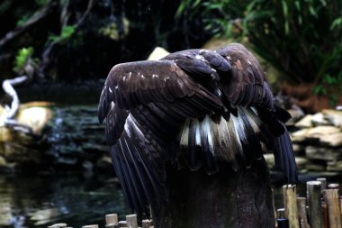 Hayvanat bahçesindeki güzel bir altın kartalın (Aquila chrysaetos) detaylı görüntüsü