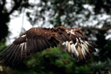 Hayvanat bahçesi çevresinde güzel bir altın kartalın (Aquila chrysaetos) yakın çekim görüntüsü