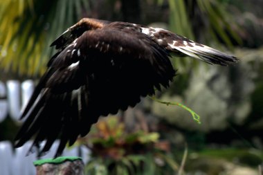 Hayvanat bahçesindeki güzel bir altın kartalın (Aquila chrysaetos) detaylı görüntüsü