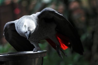 Bir hayvanat bahçesinde yaşayan zarif gri papağanın (Psittacus erithacus) yakınlaştırılmış görüntüsü