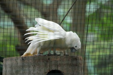 Moluccan Kakadusu veya bilimsel adı Cacatua moluccensis, pembe ile karıştırılmış beyaz tüylere sahiptir. Kafasının üzerinde büyük pembe bir arma var..