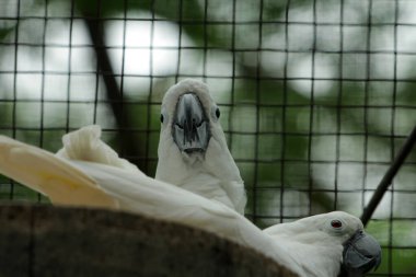 Moluccan Kakadusu veya bilimsel adı Cacatua moluccensis, pembe ile karıştırılmış beyaz tüylere sahiptir. Kafasının üzerinde büyük pembe bir arma var..