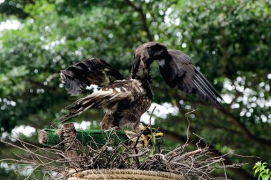 Hayvanat bahçesindeki bir altın kartalın (Aquila chrysaetos) güzel yakın plan fotoğrafı.