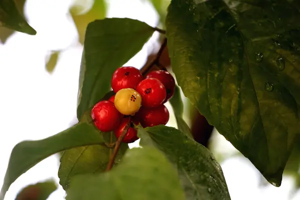 Ekşi ve sağlıklı olan Flacourtia inermis veya Lobi olarak da adlandırılan Batoko eriğinin detaylı görüntüsü.