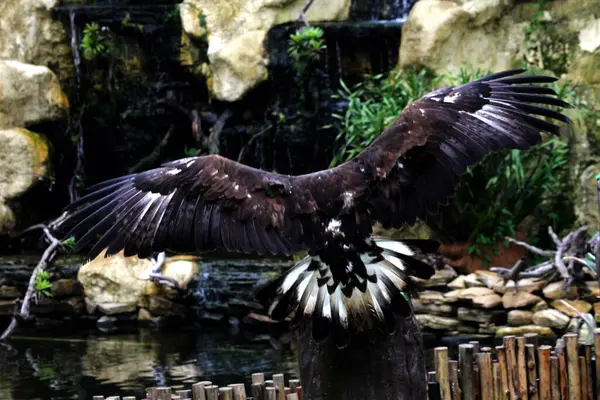 Bir hayvanat bahçesindeki vurucu Altın Kartal 'ın (Aquila chrysaetos) yakın plan fotoğrafı.