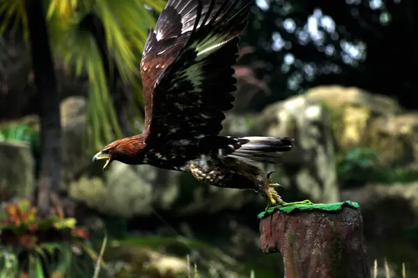 Hayvanat bahçesi çevresinde güzel bir altın kartalın (Aquila chrysaetos) yakın çekim görüntüsü