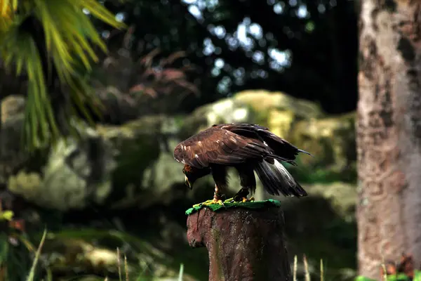 stock image close-up shot of beautiful Golden eagle (Aquila chrysaetos) in zoo