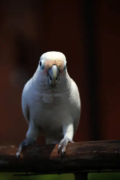 stock image Close-up capture of a Tanimbar corella (Cacatua goffiniana) indigenous to the Tanimbar islands